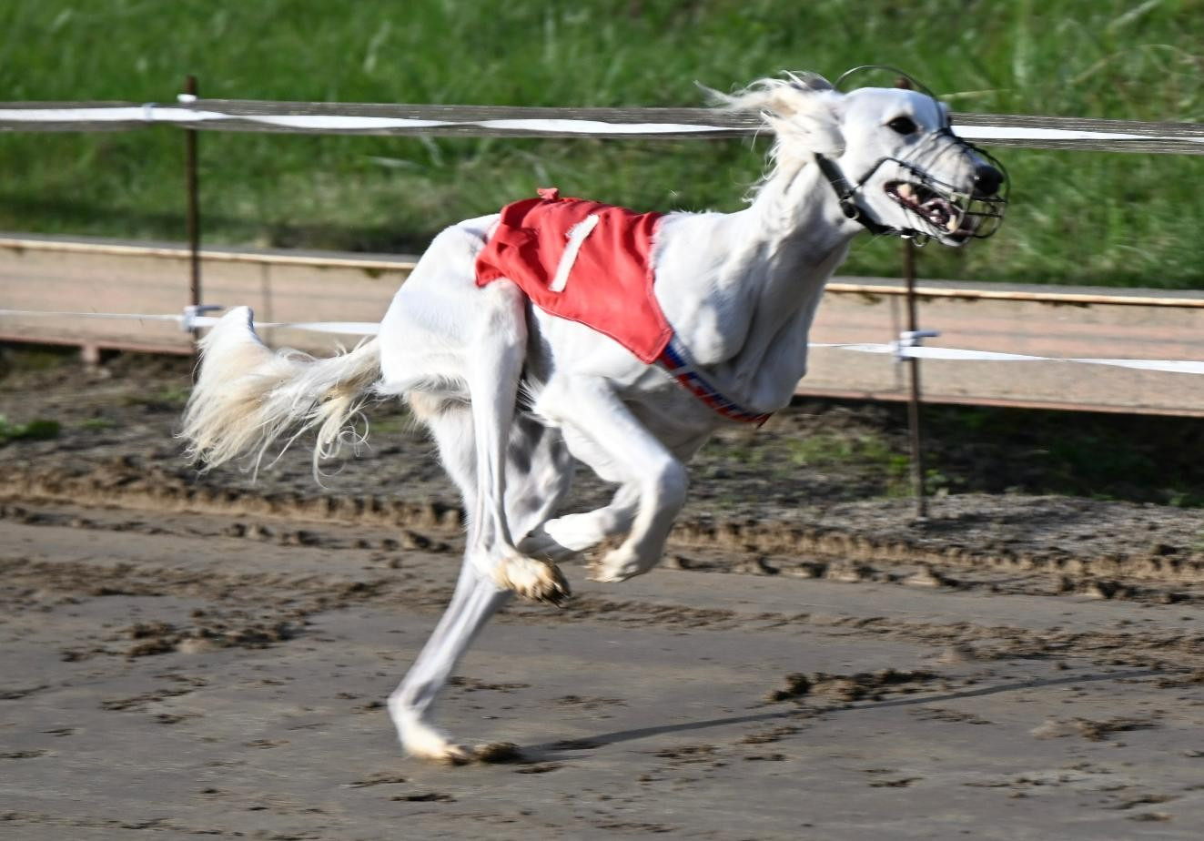 AZAMOUR SABA (TAZIA) CHAMPIONNE DE FRANCE DE RACING