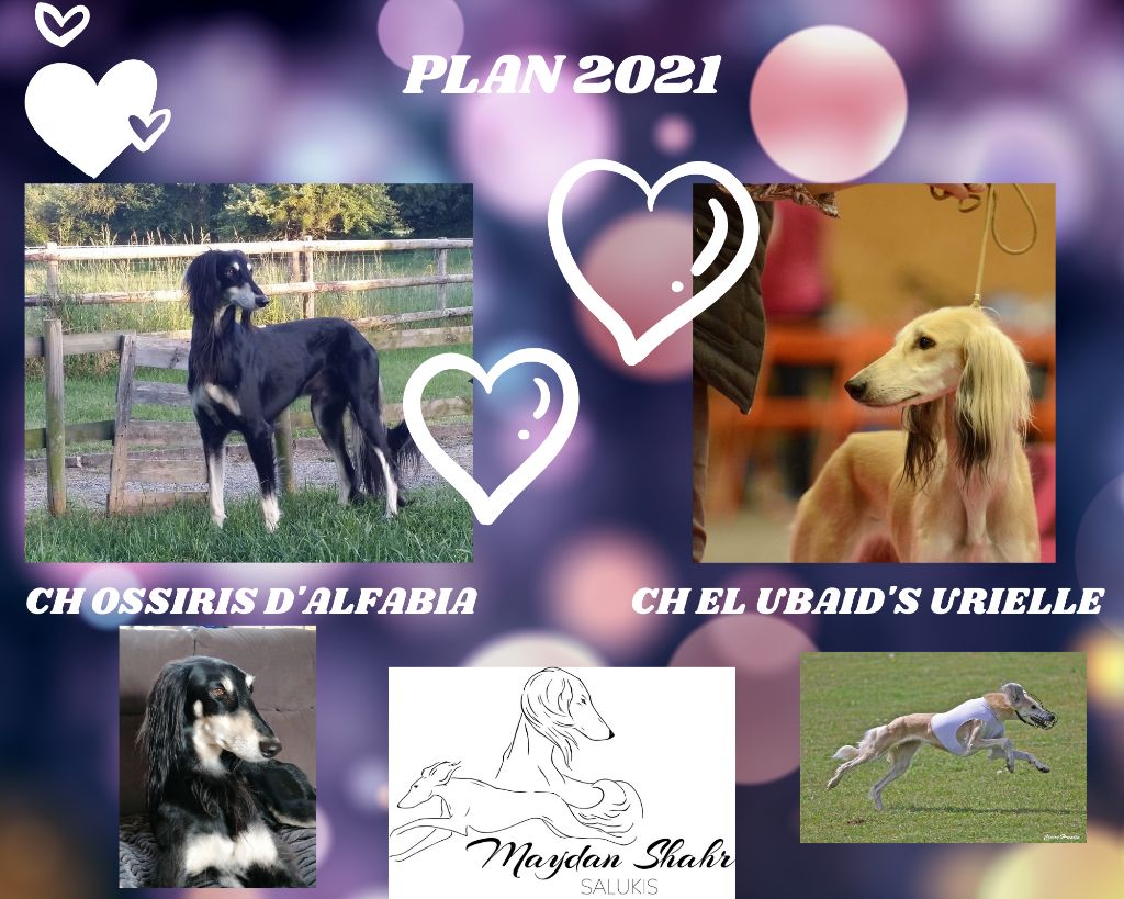 Chiot Saluki Maydan Shahr