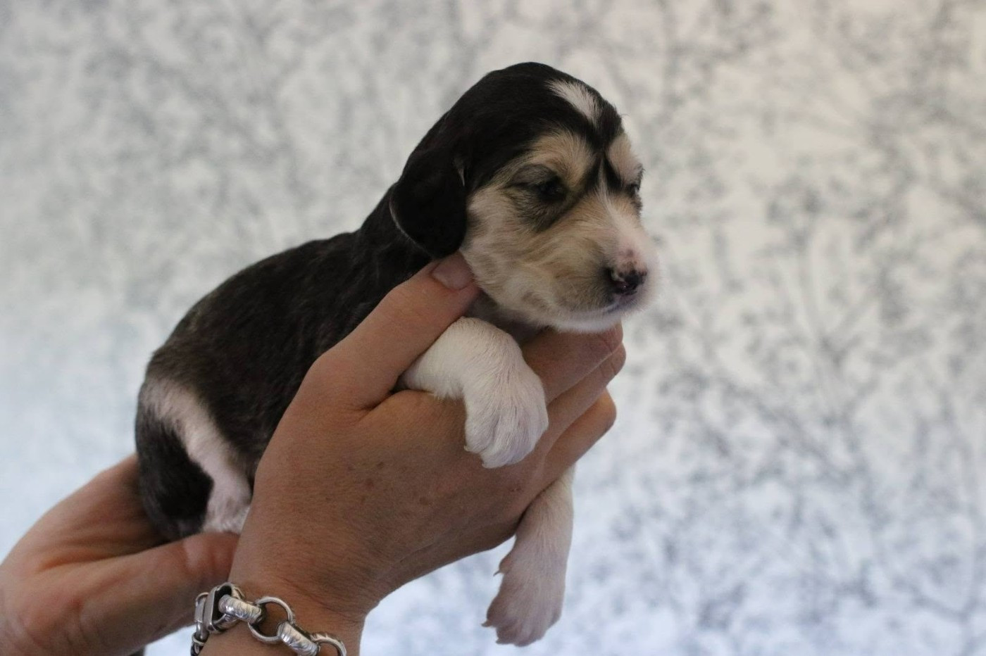 Maydan Shahr - Chiots disponibles - Saluki