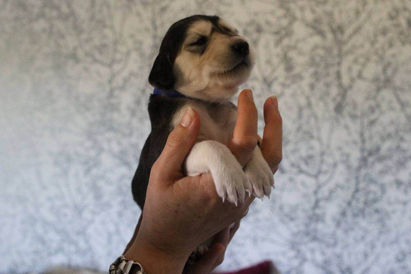 Maydan Shahr - Chiots disponibles - Saluki