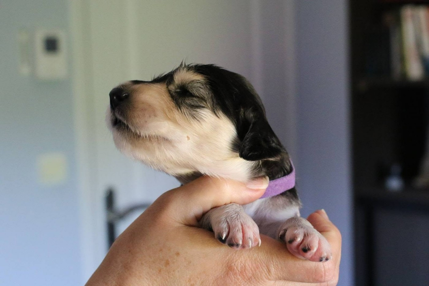 Maydan Shahr - Chiots disponibles - Saluki