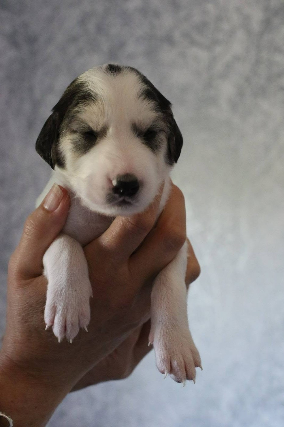 Maydan Shahr - Chiots disponibles - Saluki