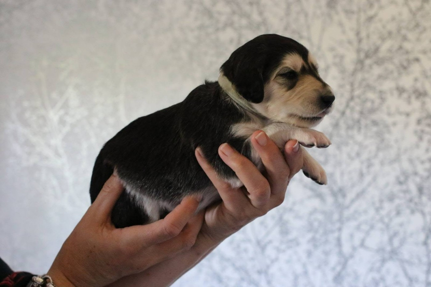 Maydan Shahr - Chiots disponibles - Saluki