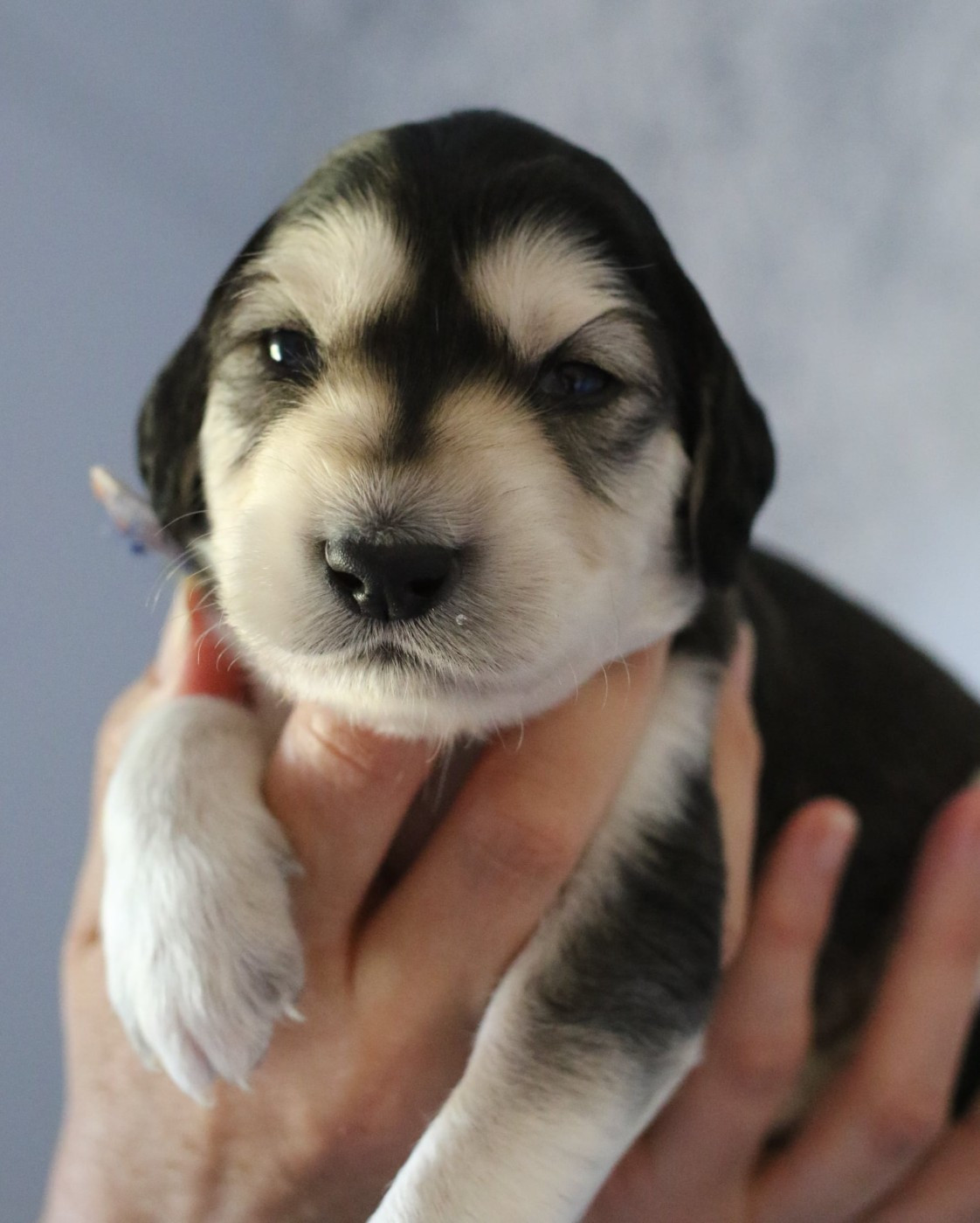 Maydan Shahr - Chiots disponibles - Saluki