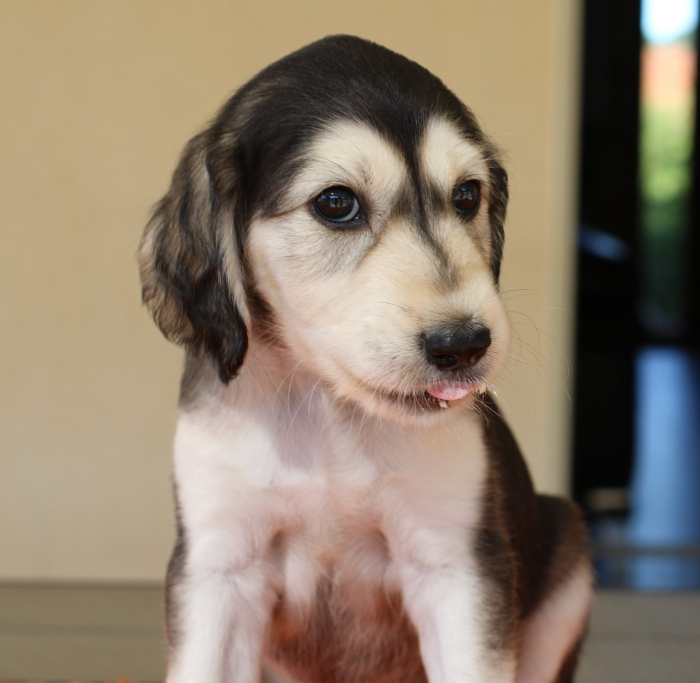Maydan Shahr - Saluki - Portée née le 26/07/2026