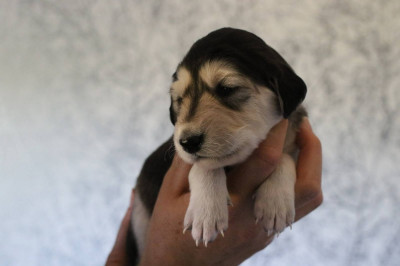 CHIOT 2