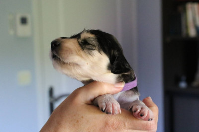 CHIOT 4