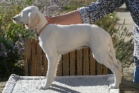 CHIOT